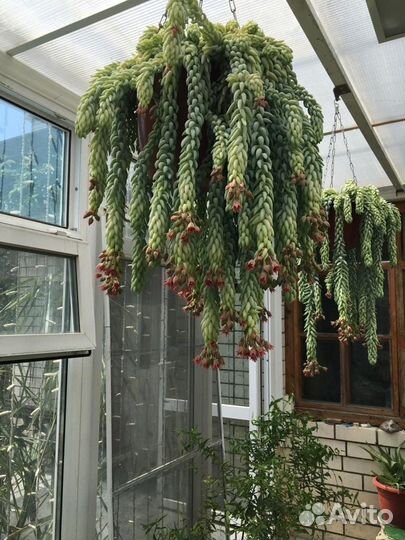 Комнатные растения цветы