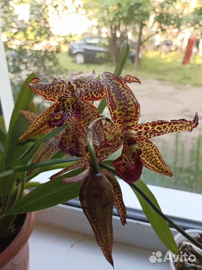 Орхидея дендробиум