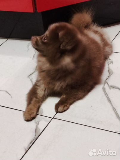 Померанский шпиц