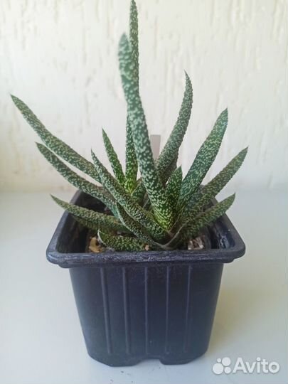 Суккуленты