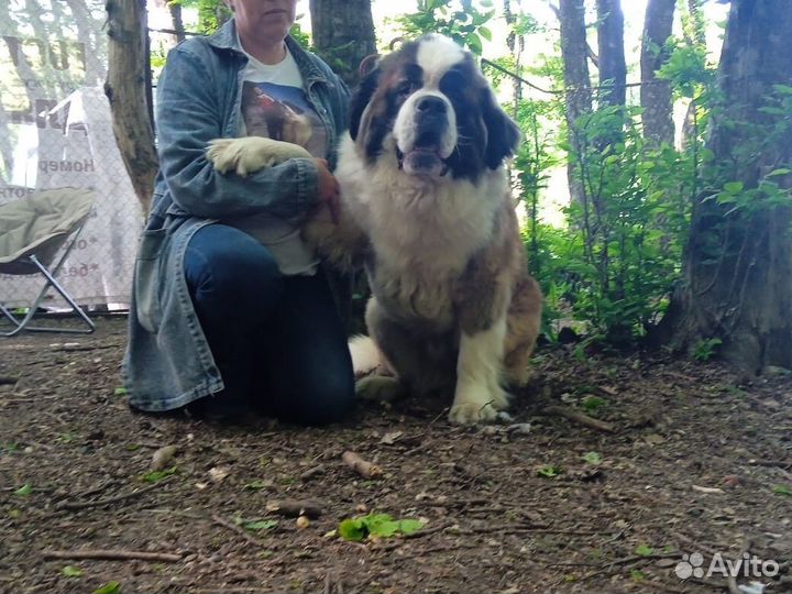 Сенбернар вязка