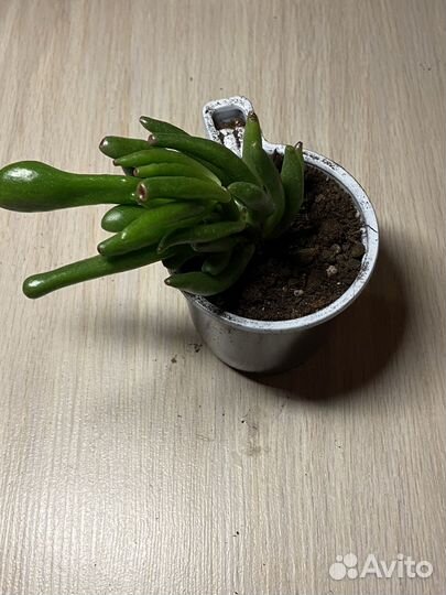 Крассула толстянка денежное дерево