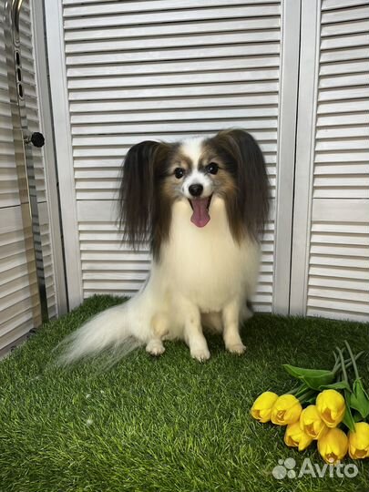 Гоуминг/Стрижка собак,Стрижка кошек