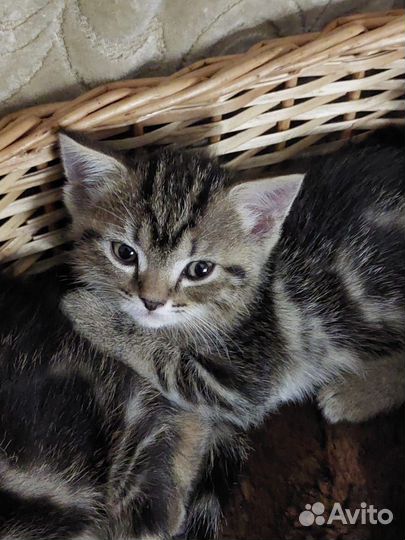 Вислоухие котята