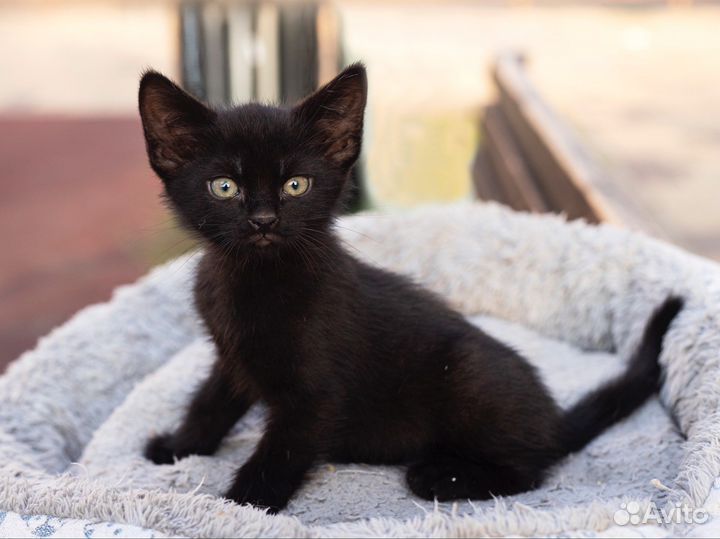 Котенок в добрые руки кот бесплатно черный