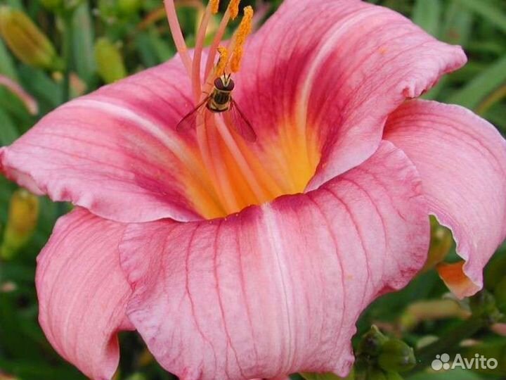 Лилейник Lilting Lady