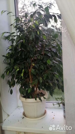 Фикус бенджамина