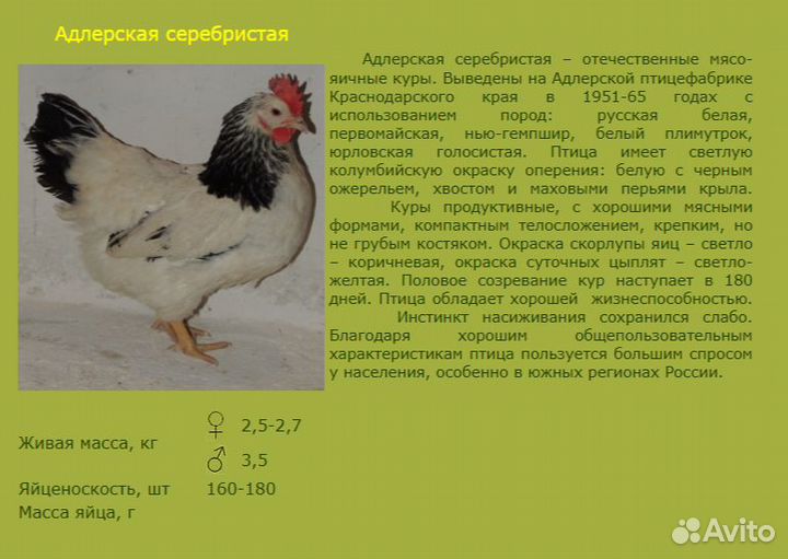 Утята, цыплята