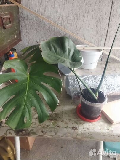 Монстерамонстера