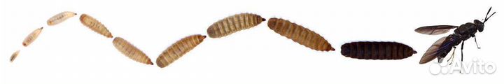 Чёрная львинка живой корм (зофобасозаменитель)