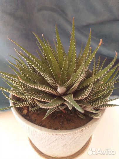 Кактусы и суккуленты