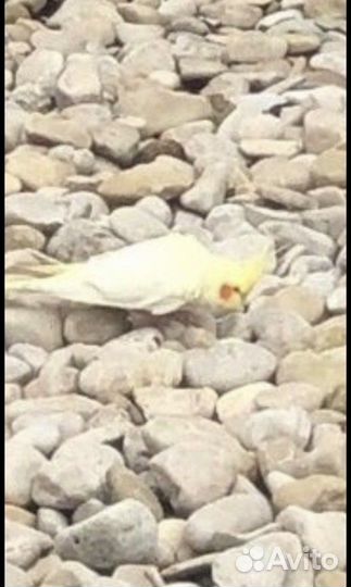 Попугай Корелла