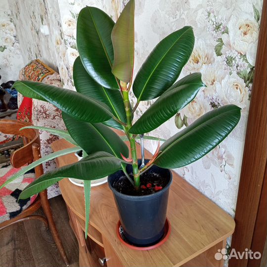 Фикус каучуконосный