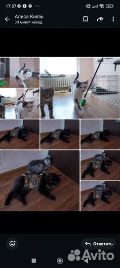 Котята в добрые руки