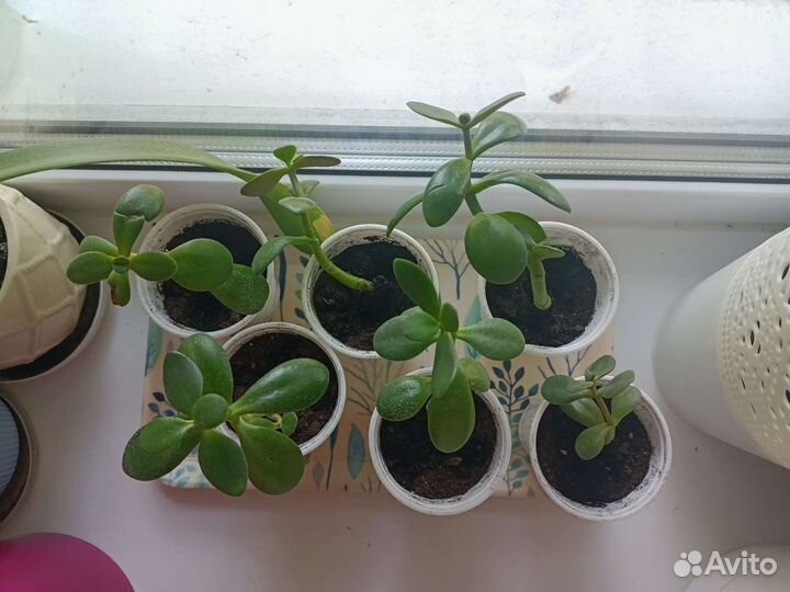 Толстянка, крассула, денежное дерево