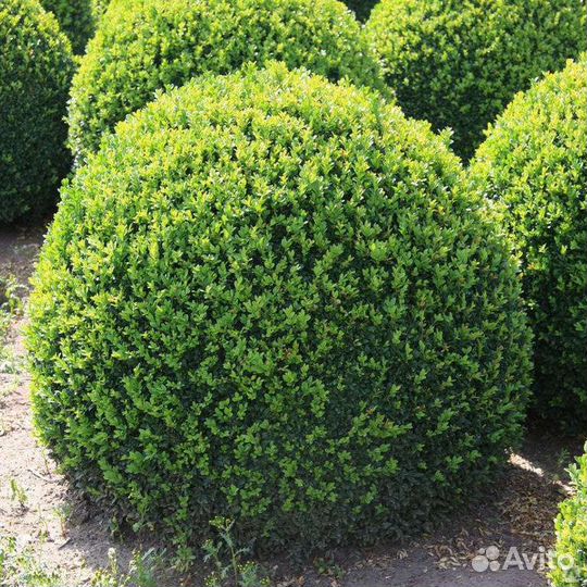 Можжевельник