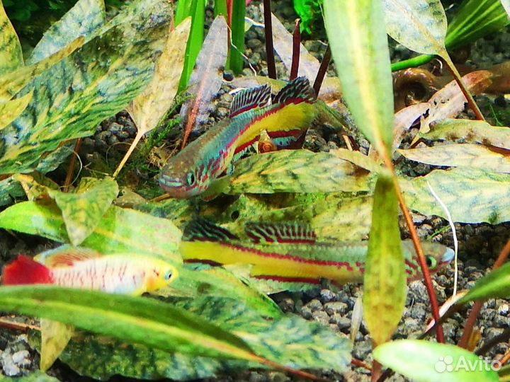 Фундул Амиети, эриок Cinereum, артемия, биостарт