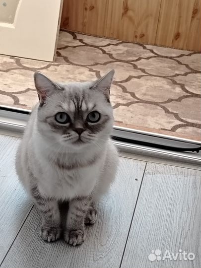 Отдам кошечку в добрые руки