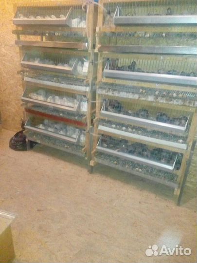 Перепела,яйцо пищевое и инкубационное,мясо птицы