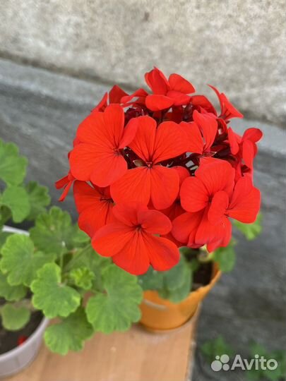 Королевская пеларгония