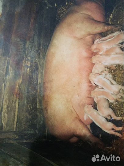 Свиноматка с поросятами