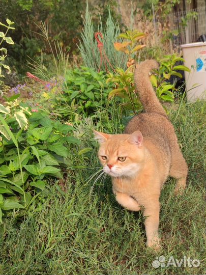 Шотландский котик