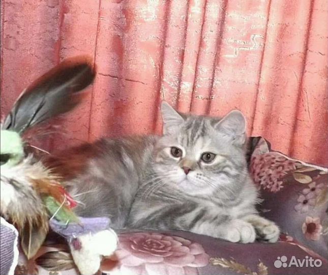 Девочки-припевочки