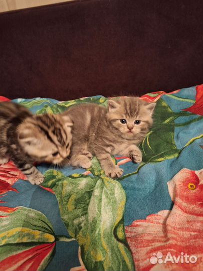 Мраморные котята