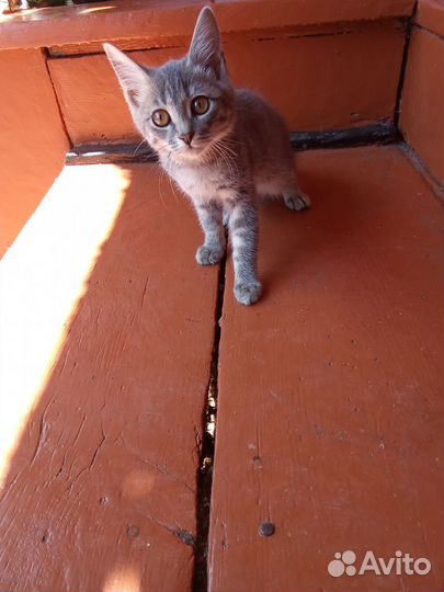 Котята Отдам бесплатно