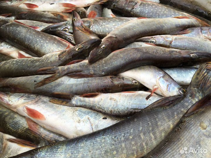 Рыба свежая