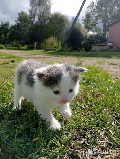 Кошечка в добрые руки