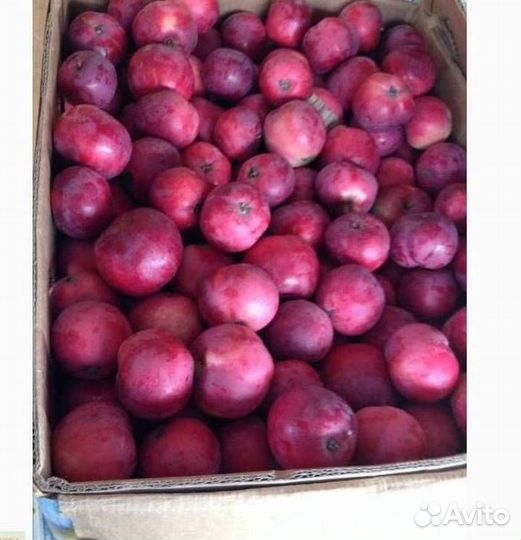 Саженцы яблони Звездочка