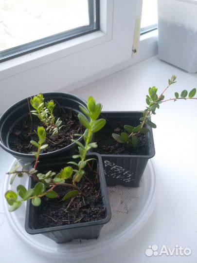 Клюква садовая (саженцы)