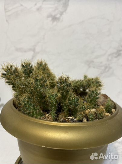 Кактус маммилярия