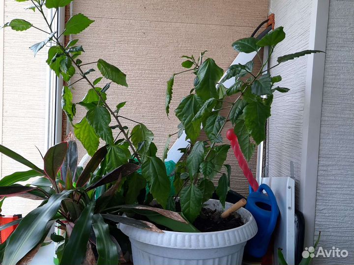 Цветок китайская роза большой, средний. Простая ро