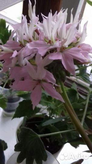 Пеларгония звездчатая