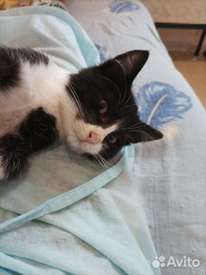 Котёнок Дин мальчик