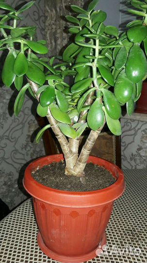 Комнатные цветы