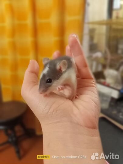 Отдам Крыс хаски