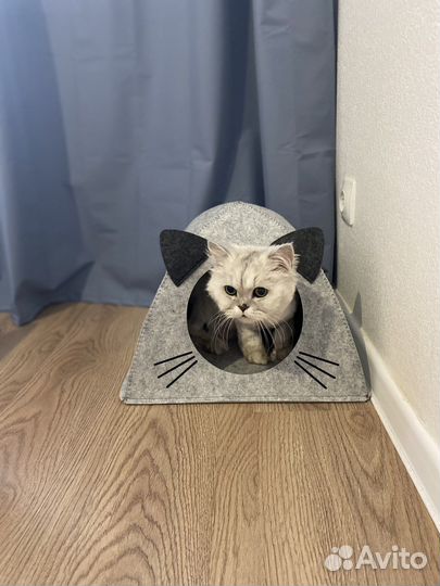 Отдам бесплатно кота