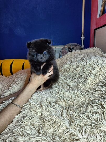 Померанский шпиц