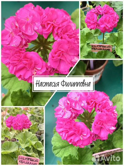 Пеларгония Rosebud