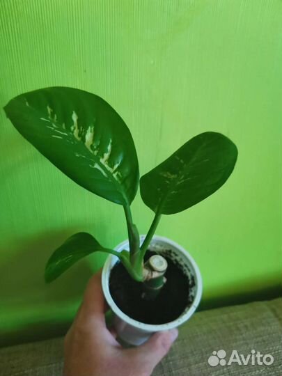 Сингониум, Диффенбахия