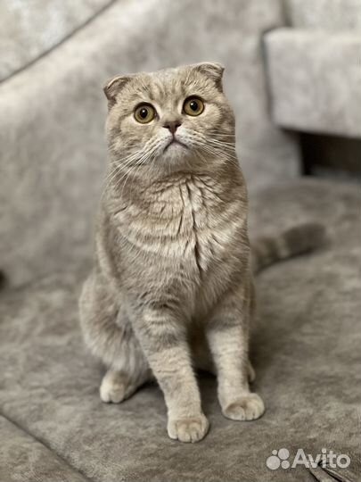 Кот ищет невесту
