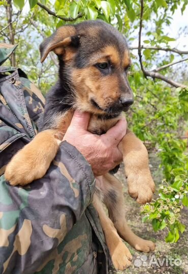 Немецкая овчарка