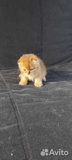 Шотландские котята Золотые шиншиллы