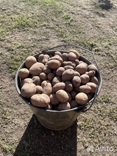 Картофель мелкий