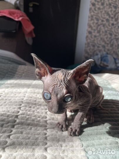 Котенок сфинкс