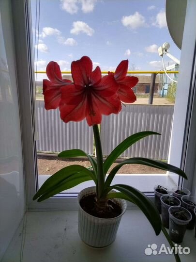 Гиппеаструм амариллис