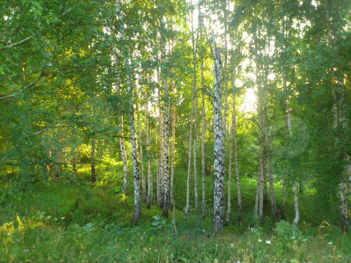Участок 12,09 га (СНТ, ДНП)